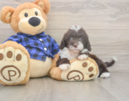 5 week old Mini Labradoodle Puppy For Sale - Florida Fur Babies