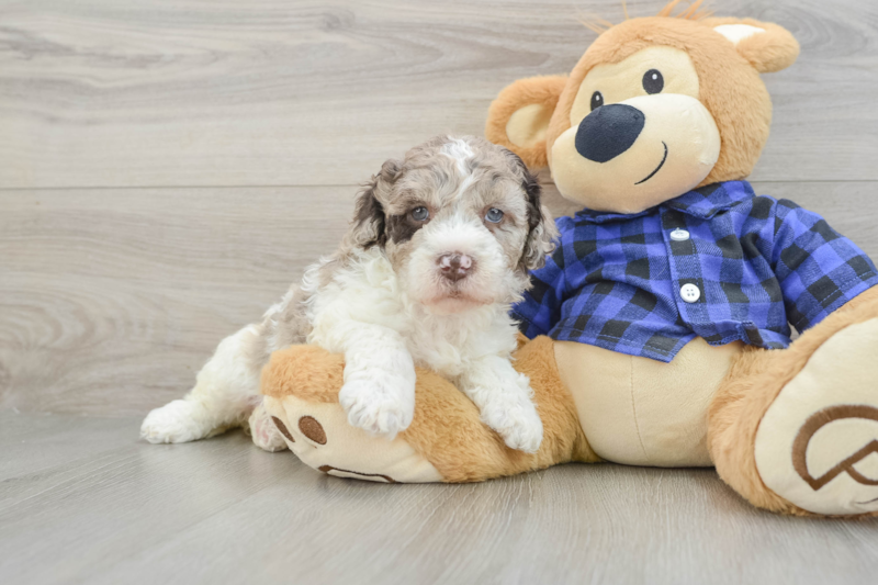 Meet Cadence - our Mini Labradoodle Puppy Photo 1/3 - Florida Fur Babies