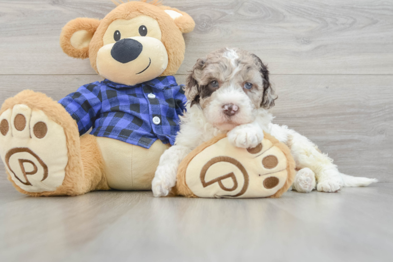 Meet Cadence - our Mini Labradoodle Puppy Photo 3/3 - Florida Fur Babies