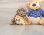 5 week old Mini Labradoodle Puppy For Sale - Florida Fur Babies