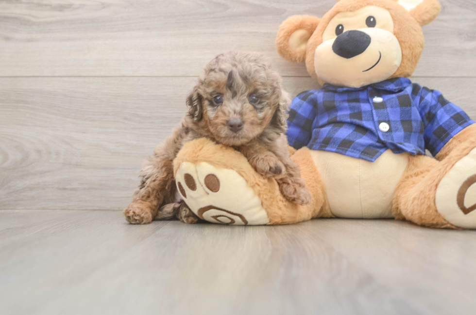 5 week old Mini Labradoodle Puppy For Sale - Florida Fur Babies