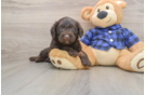 Popular Mini Labradoodle Poodle Mix Pup