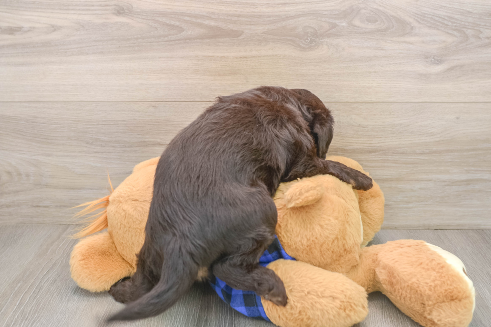 Hypoallergenic Labrapoo Poodle Mix Puppy