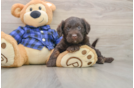 Popular Mini Labradoodle Poodle Mix Pup