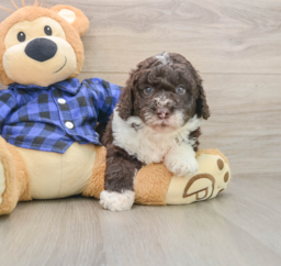 7 week old Mini Labradoodle Puppy For Sale - Florida Fur Babies