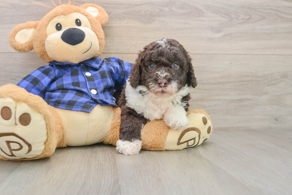 Mini Labradoodle Pup Being Cute