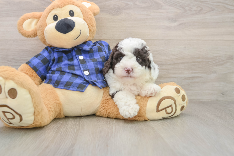Funny Mini Labradoodle Poodle Mix Pup