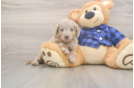 Funny Mini Labradoodle Poodle Mix Pup