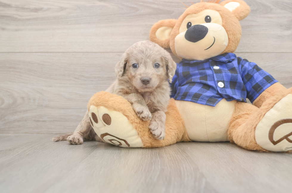 6 week old Mini Labradoodle Puppy For Sale - Florida Fur Babies
