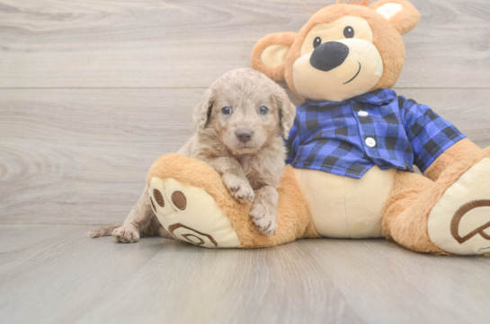 Funny Mini Labradoodle Poodle Mix Pup