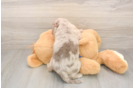 Mini Labradoodle Puppy for Adoption