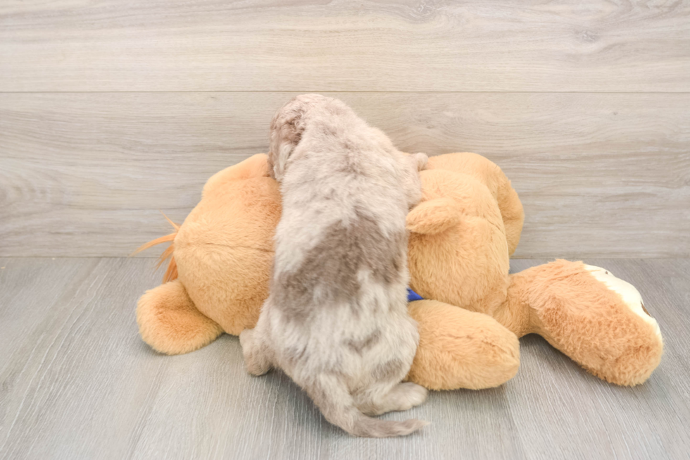 Mini Labradoodle Puppy for Adoption