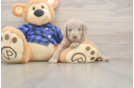 Best Mini Labradoodle Baby