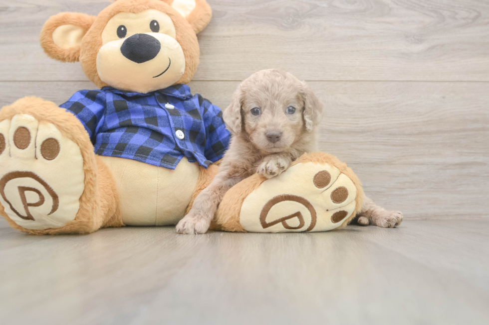 Best Mini Labradoodle Baby