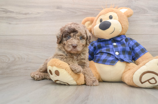 Best Mini Labradoodle Baby