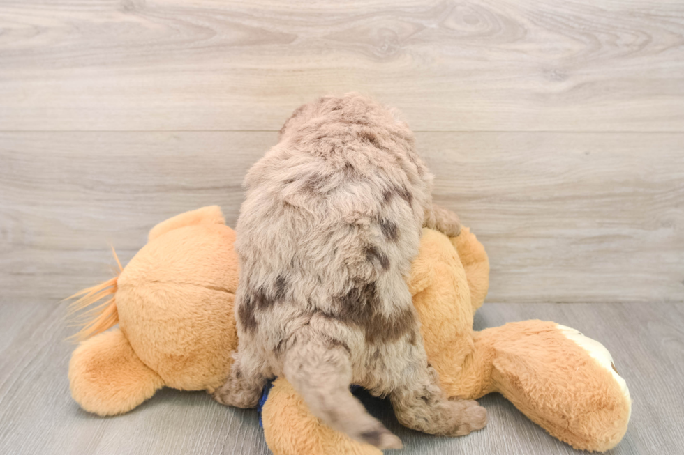 Best Mini Labradoodle Baby