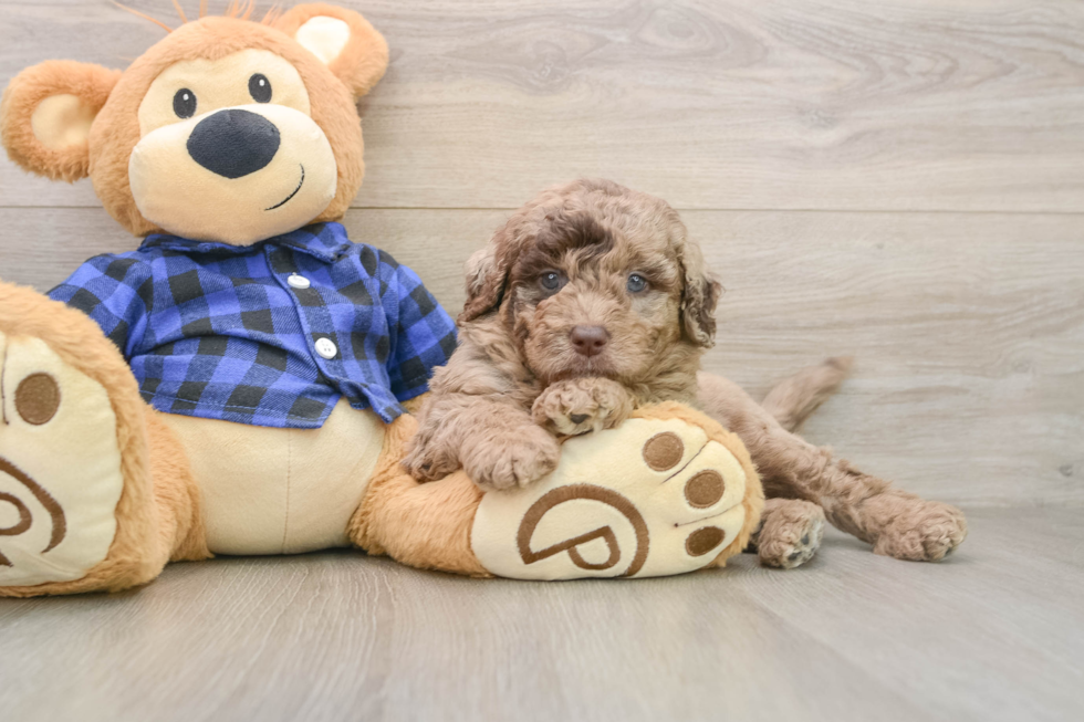 Best Mini Labradoodle Baby