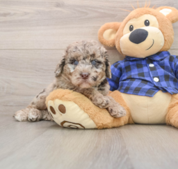 7 week old Mini Labradoodle Puppy For Sale - Florida Fur Babies