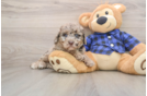 Cute Mini Labradoodle Baby