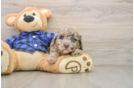 Best Mini Labradoodle Baby