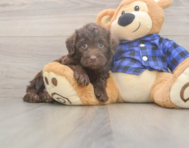 5 week old Mini Labradoodle Puppy For Sale - Florida Fur Babies
