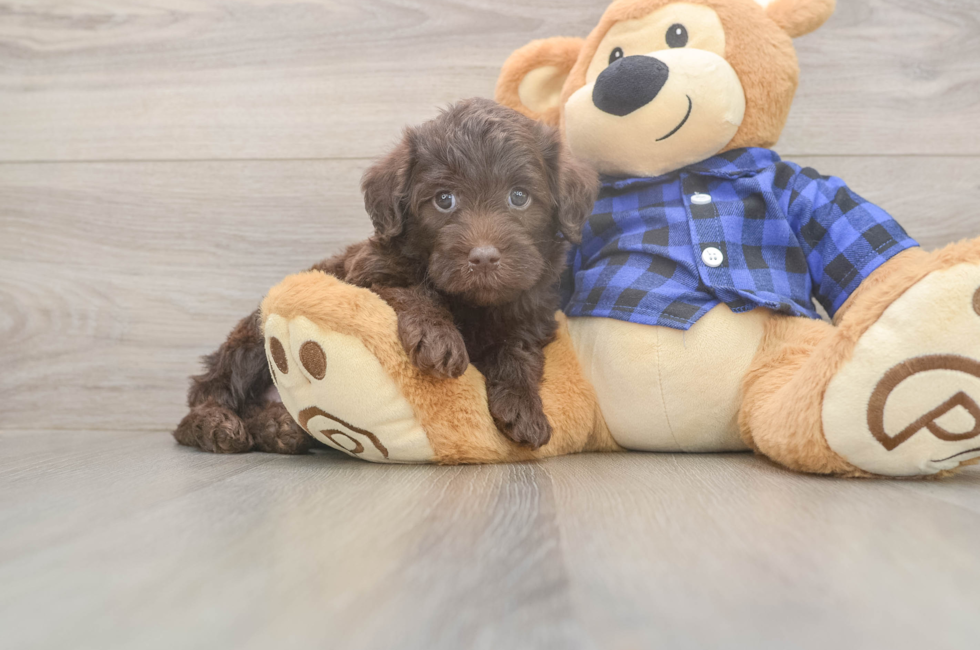 5 week old Mini Labradoodle Puppy For Sale - Florida Fur Babies