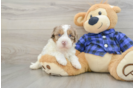 Mini Labradoodle Pup Being Cute
