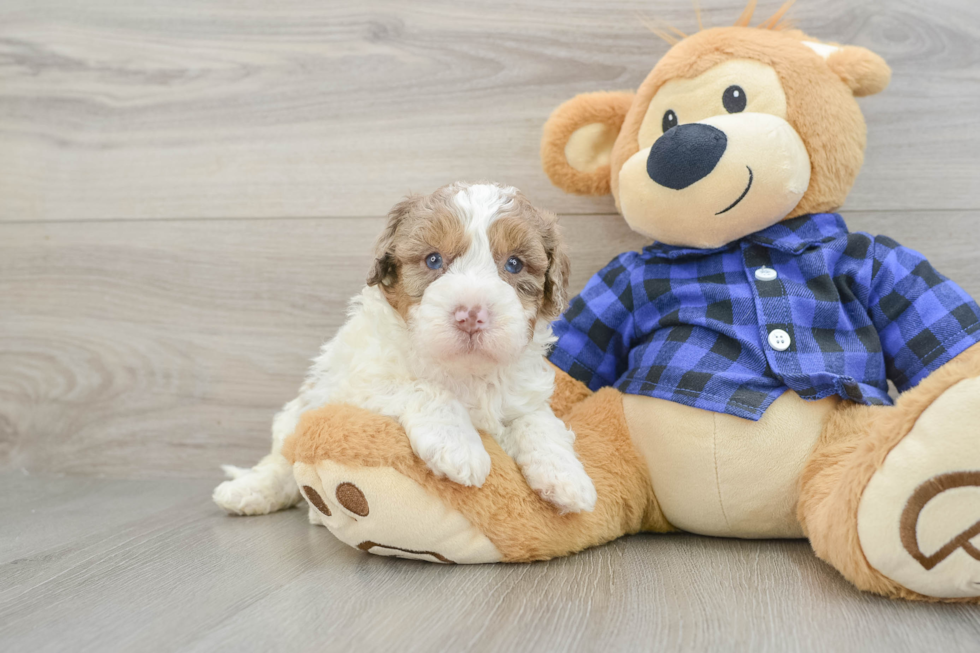 Mini Labradoodle Pup Being Cute