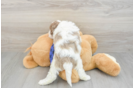 Cute Mini Labradoodle Baby
