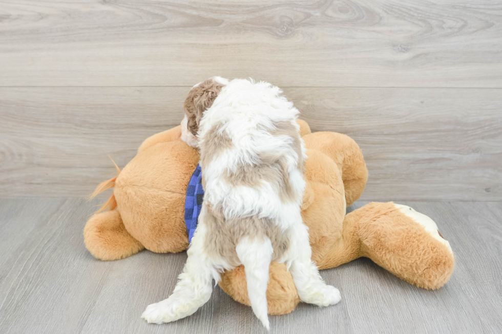Cute Mini Labradoodle Baby