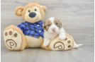 Sweet Mini Labradoodle Baby