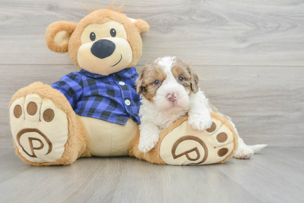 Sweet Mini Labradoodle Baby