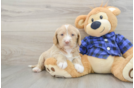 Mini Labradoodle Puppy for Adoption
