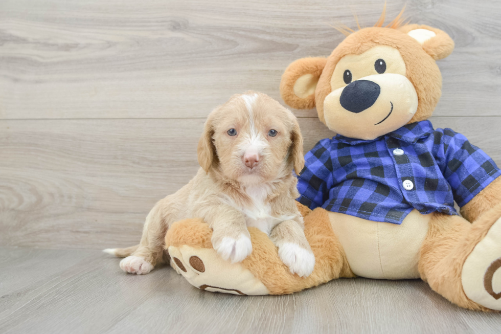 Mini Labradoodle Puppy for Adoption