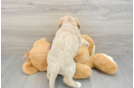 Smart Mini Labradoodle Poodle Mix Pup