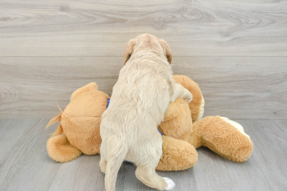Smart Mini Labradoodle Poodle Mix Pup