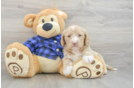Mini Labradoodle Puppy for Adoption