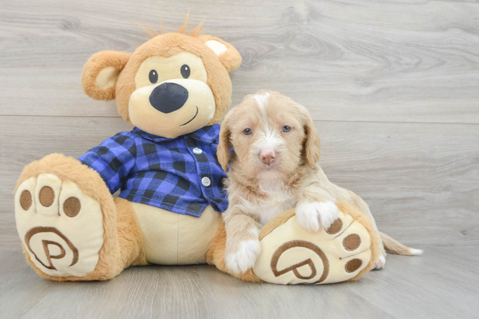 Mini Labradoodle Puppy for Adoption