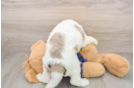 Best Mini Labradoodle Baby