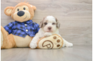 Petite Mini Labradoodle Poodle Mix Pup