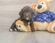 5 week old Mini Labradoodle Puppy For Sale - Florida Fur Babies