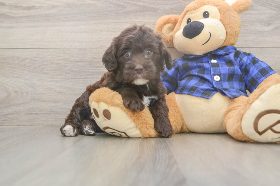 5 week old Mini Labradoodle Puppy For Sale - Florida Fur Babies