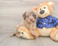 5 week old Mini Labradoodle Puppy For Sale - Florida Fur Babies