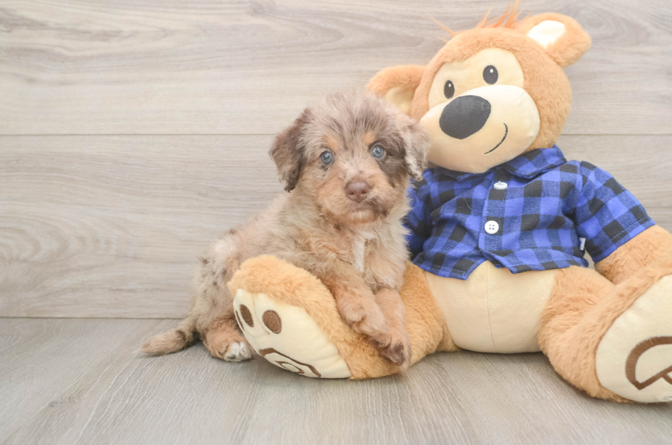5 week old Mini Labradoodle Puppy For Sale - Florida Fur Babies