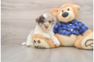 Adorable Labrapoo Poodle Mix Puppy