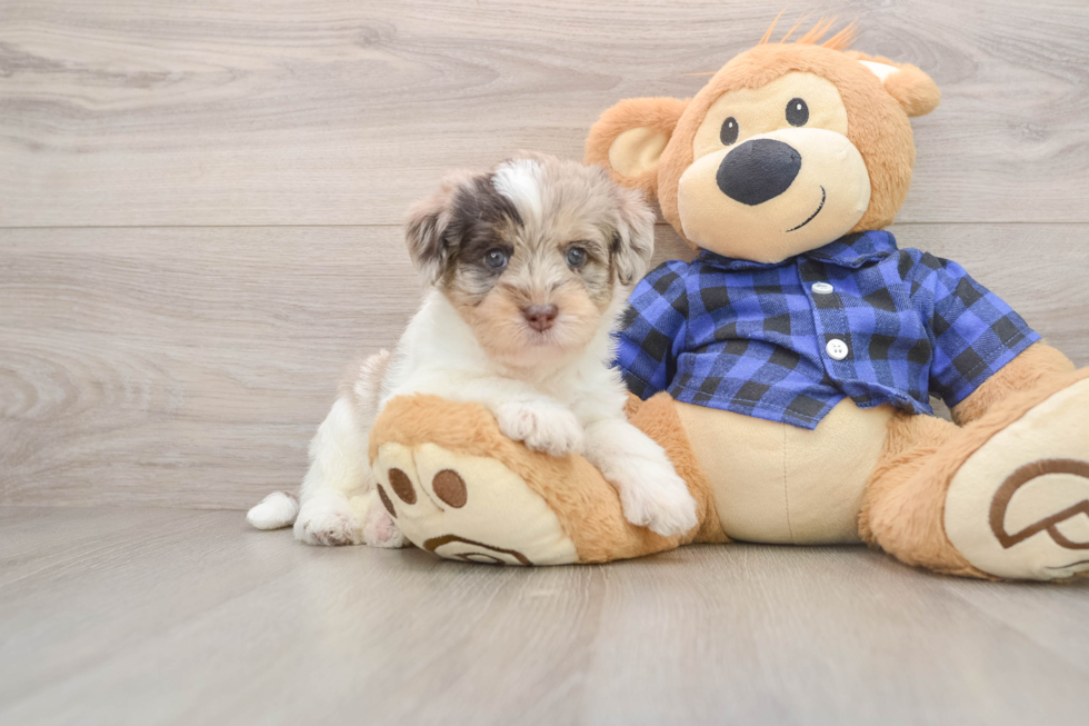 Adorable Labrapoo Poodle Mix Puppy