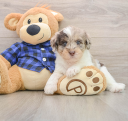 6 week old Mini Labradoodle Puppy For Sale - Florida Fur Babies