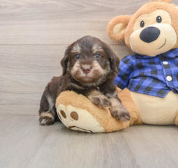 5 week old Mini Labradoodle Puppy For Sale - Florida Fur Babies