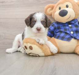 5 week old Mini Labradoodle Puppy For Sale - Florida Fur Babies