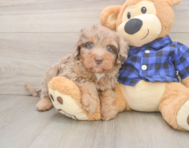 5 week old Mini Labradoodle Puppy For Sale - Florida Fur Babies
